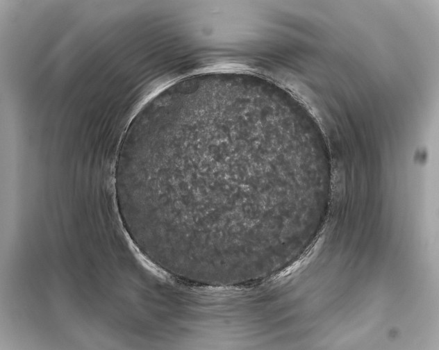 X0000099301425200805161338