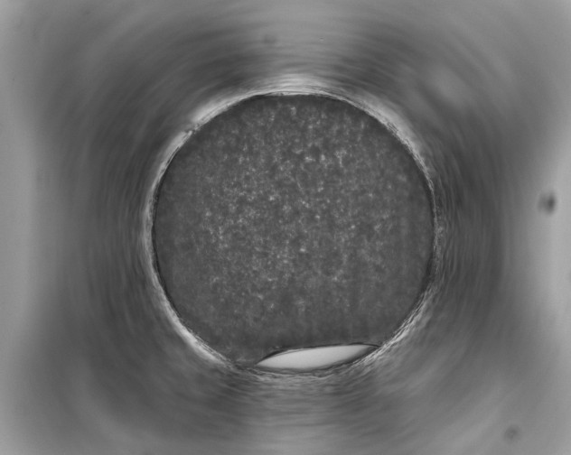 X0000099301429200805161338