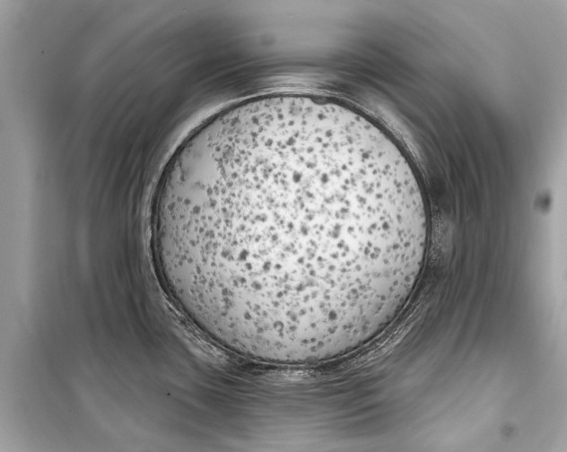 X0000099301435200805161338