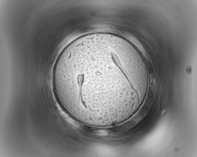 X0000099301439200805161338