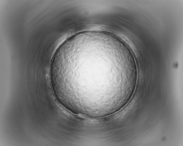 X0000099301481200805161337