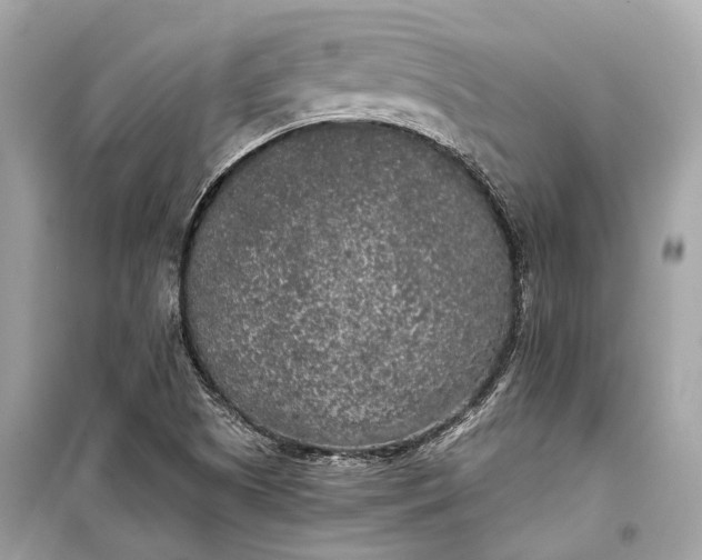 X0000099301505200805161336