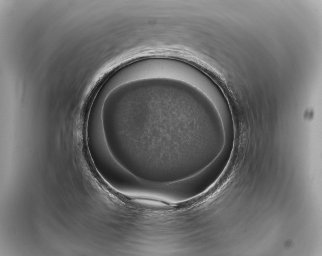 X0000099301506200805161336