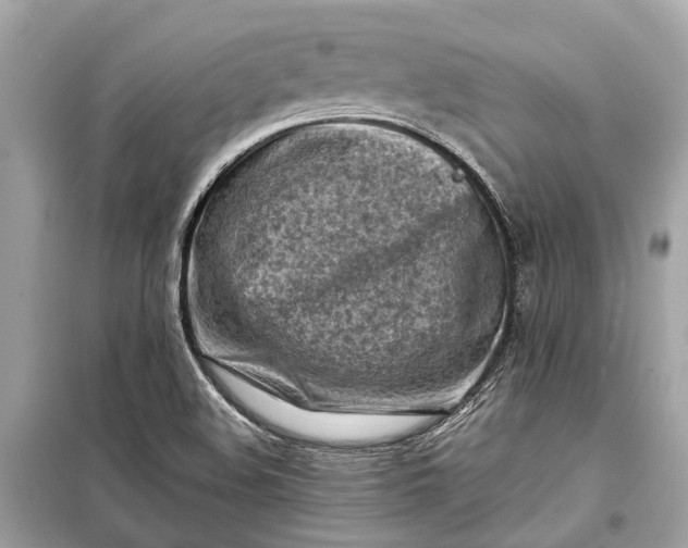 X0000099301508200805161337