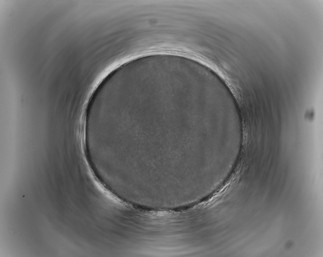 X0000099301515200805161337