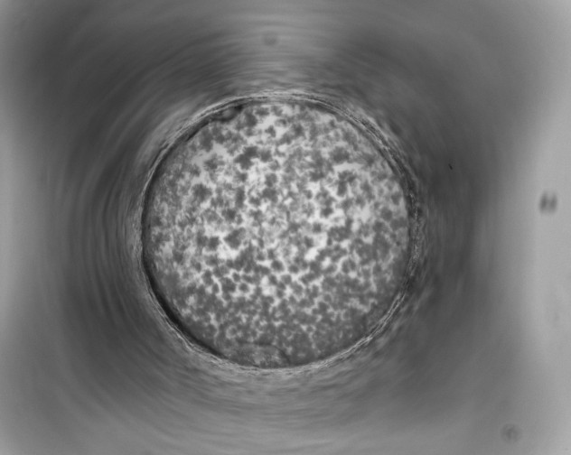 X0000099300002200805231352