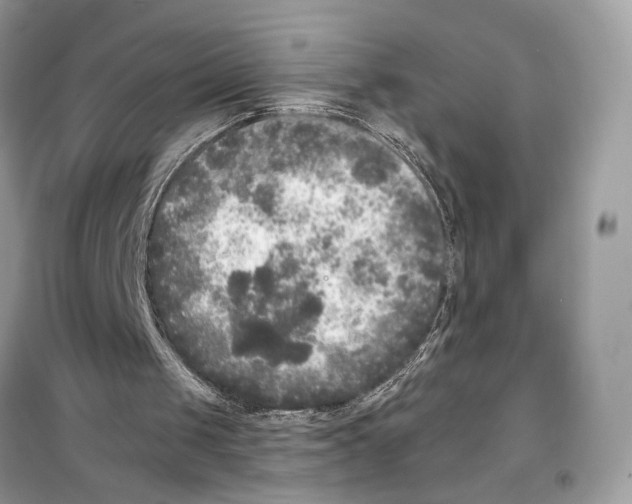 X0000099300049200805231350