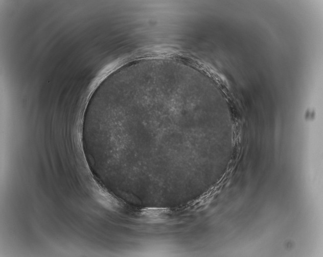 X0000099300051200805231351