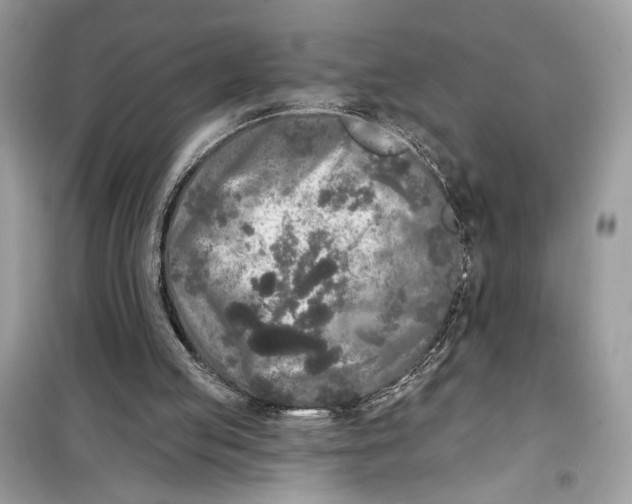 X0000099300053200805231351