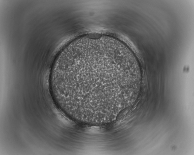 X0000099300058200805231351