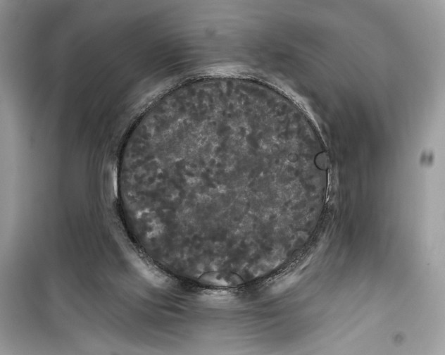 X0000099300061200805231351