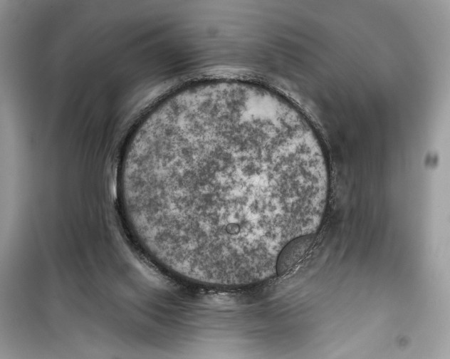 X0000099300062200805231351