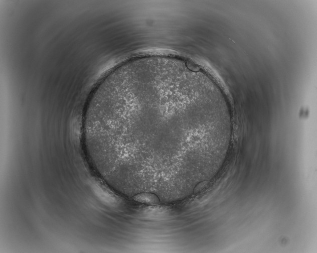 X0000099300063200805231351