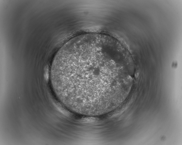 X0000099300069200805231351