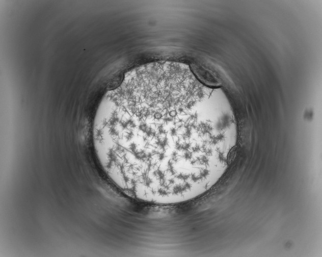 X0000099300077200805231351