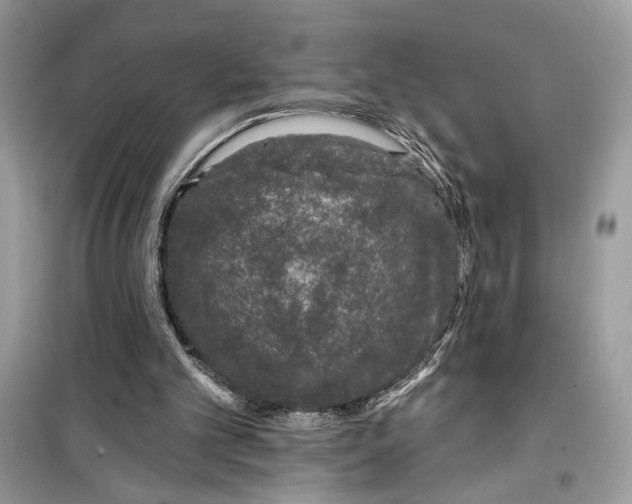 X0000099300101200805231350