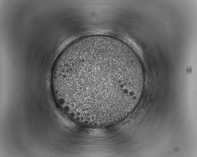 X0000099300107200805231350