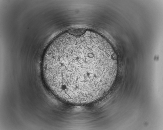 X0000099300111200805231350