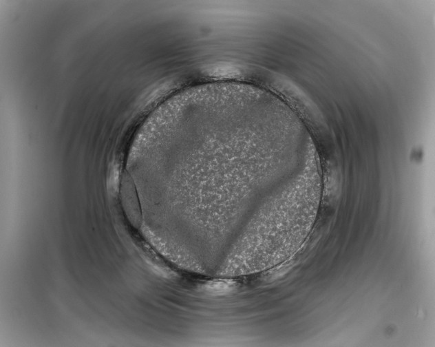 X0000099300124200805231350