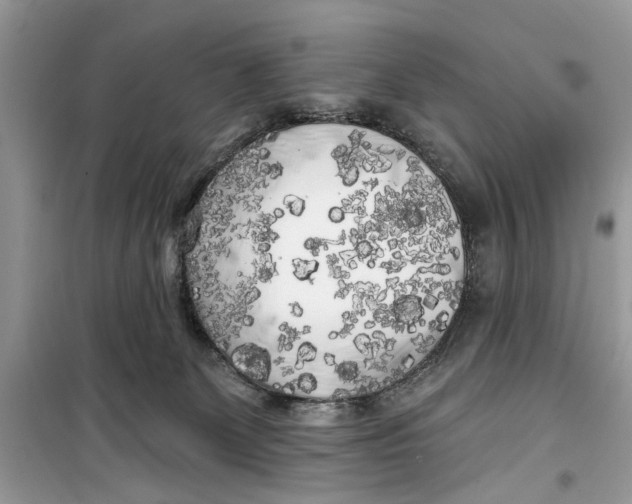 X0000099300131200805231350