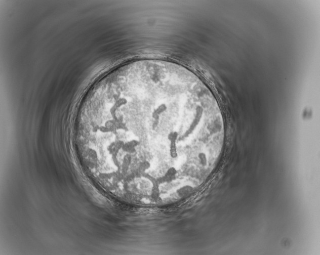 X0000099300145200805231349