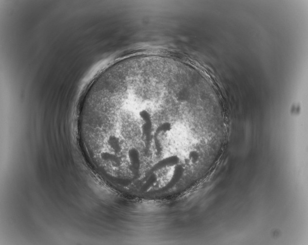 X0000099300149200805231349