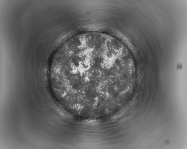 X0000099300161200805231349