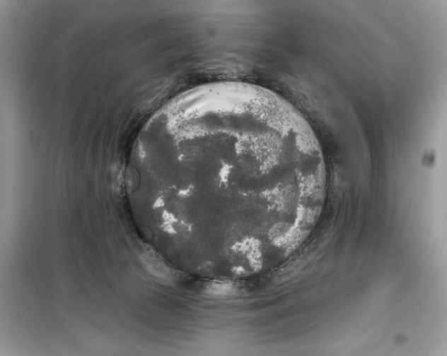 X0000099300177200805231350