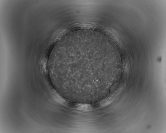 X0000099300185200805231350