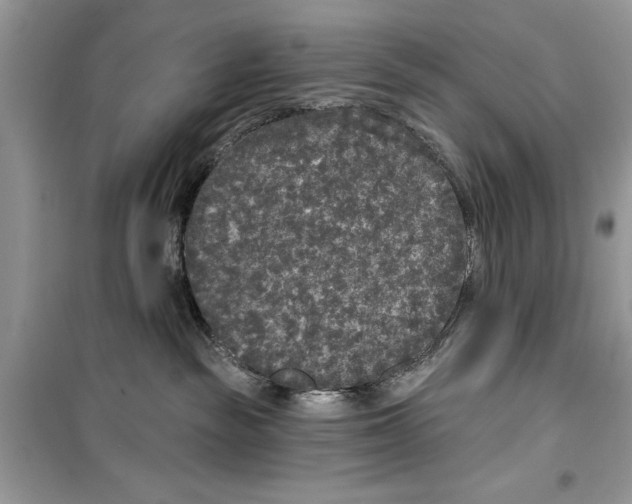 X0000099300189200805231350