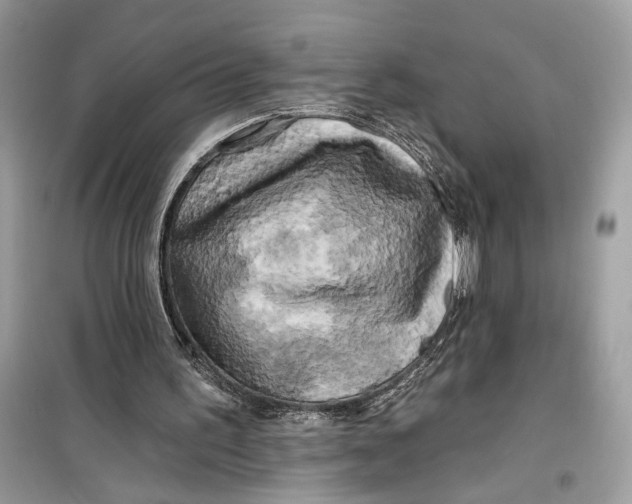 X0000099300195200805231349