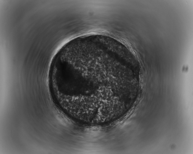 X0000099300196200805231349