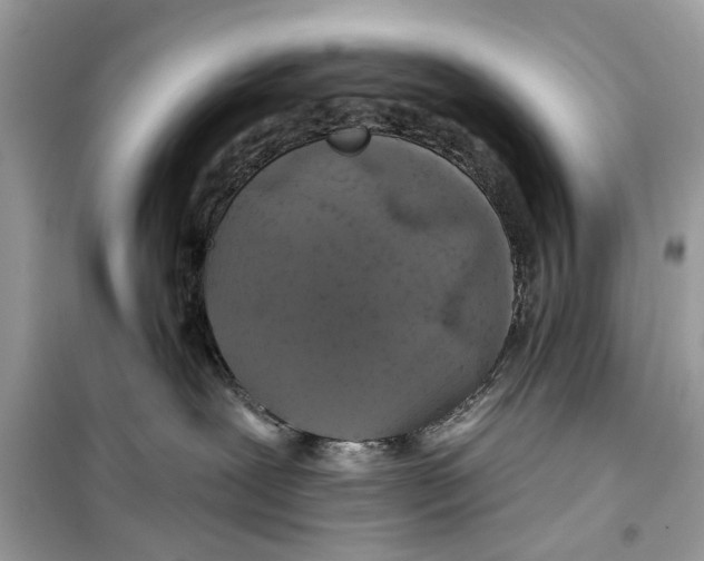 X0000099300239200805231349