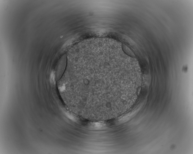 X0000099300286200805231349