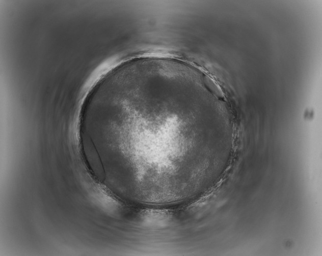 X0000099300296200805231348