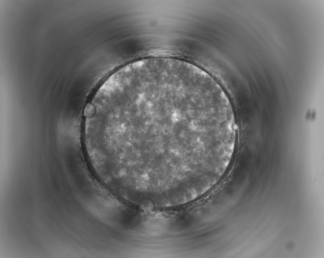 X0000099300297200805231348