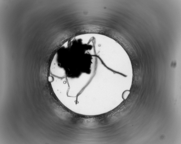 X0000099300309200805231348