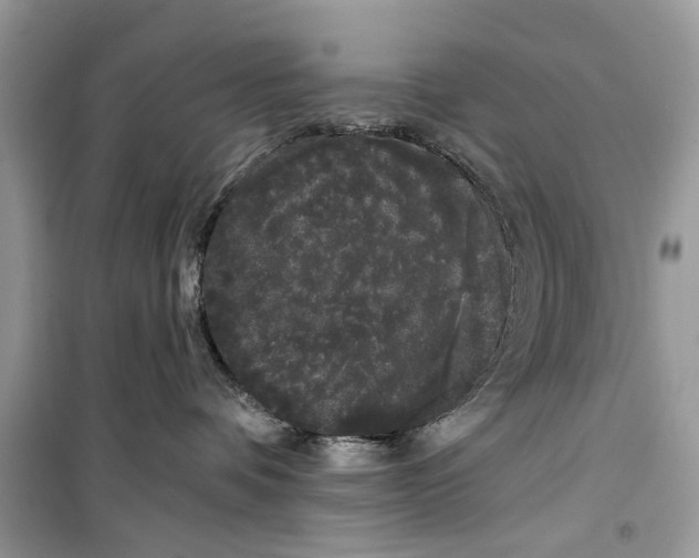 X0000099300336200805231347