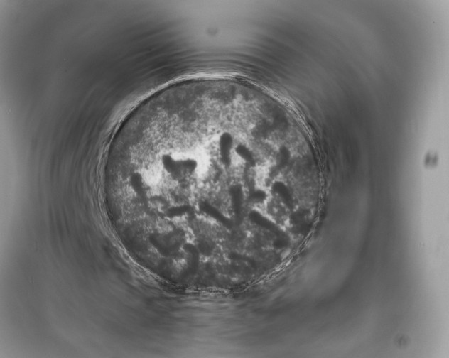 X0000099300337200805231347