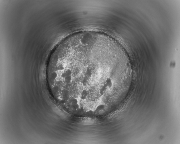 X0000099300347200805231347