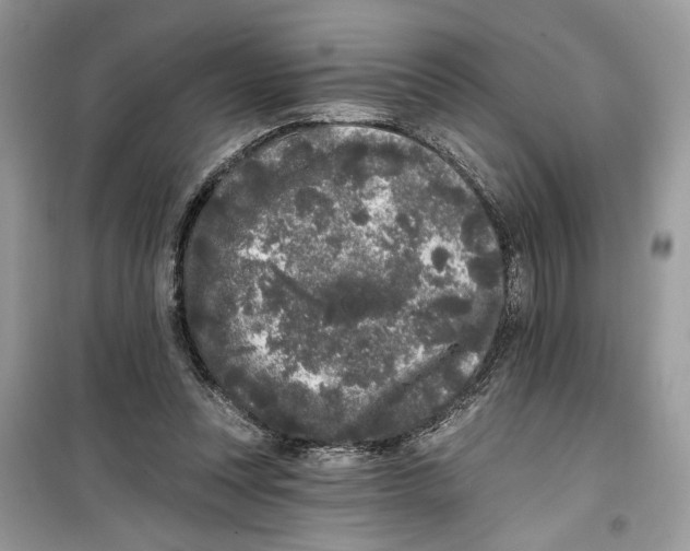 X0000099300351200805231347