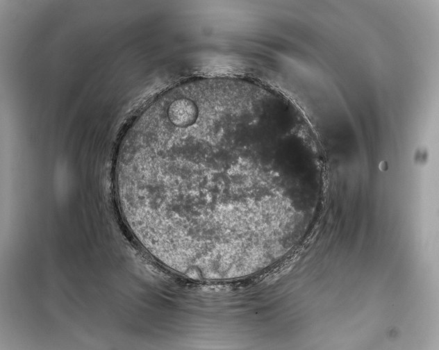 X0000099300353200805231347