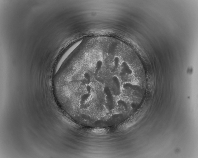 X0000099300357200805231347