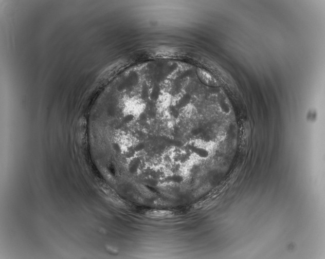 X0000099300361200805231347