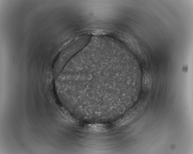 X0000099300367200805231347