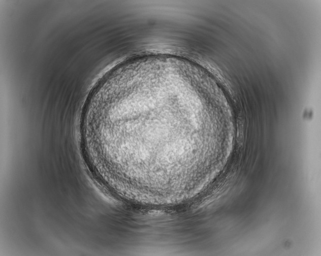 X0000099300390200805231347