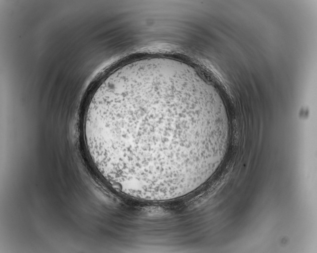 X0000099300392200805231347