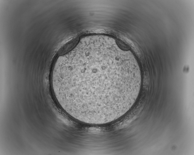 X0000099300394200805231347