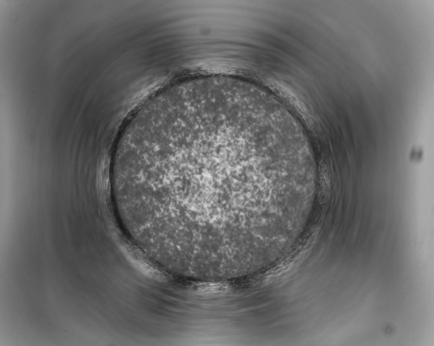 X0000099300398200805231346