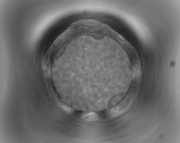 X0000099300431200805231346